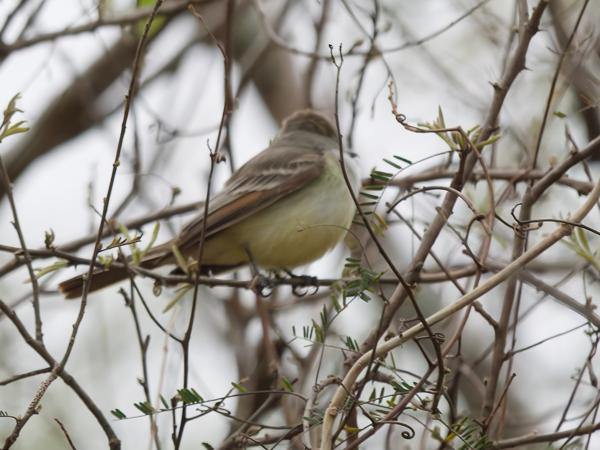 Cayennetiran (Myiarchus tyrannulus)